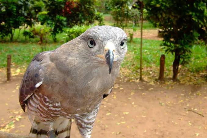Falconry Experience