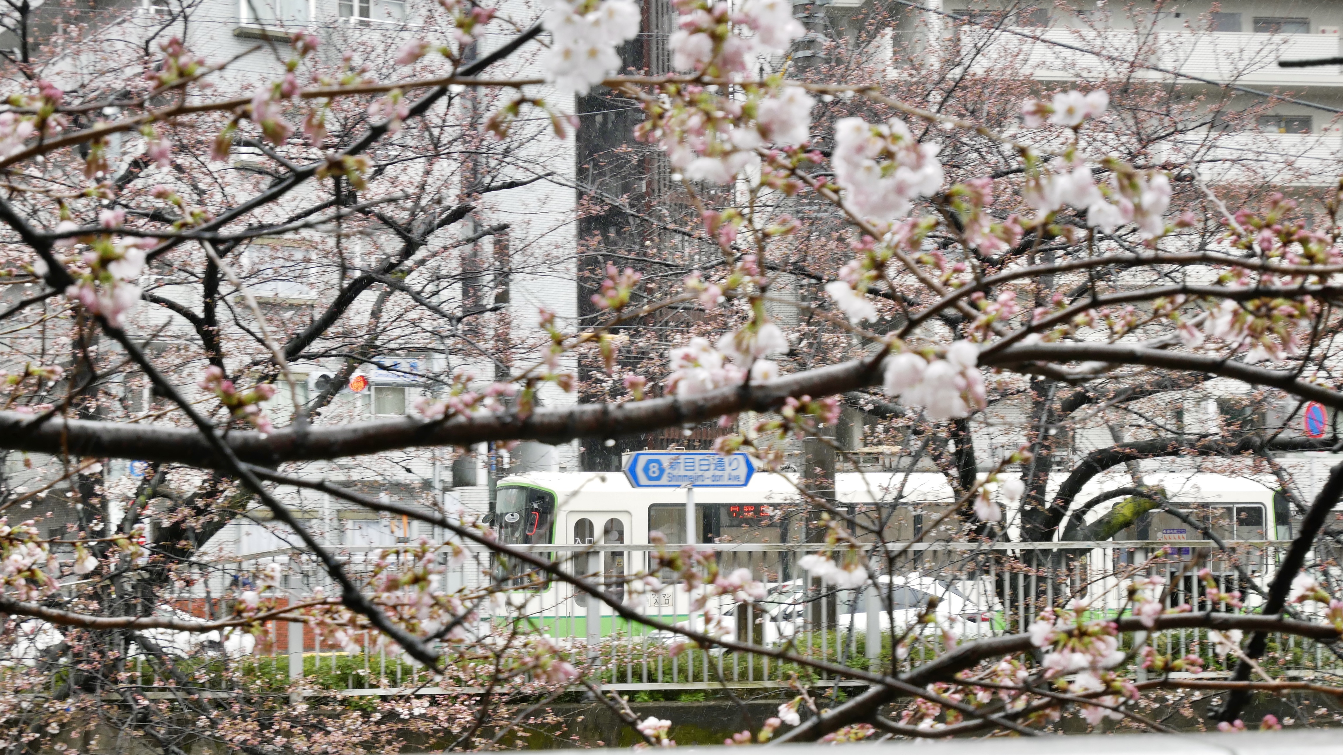 2022-3-22</br>第一次带相机出门，老激动了，到处拍。但是其实樱花还没完全开，再加上下着小雨，单拍樱花反而拍不出来什么花样。偶然透过树枝看到了行走中的电车。灵感来了！