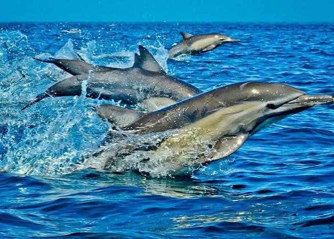 Wasini Island Dolphin & Snorkelling
