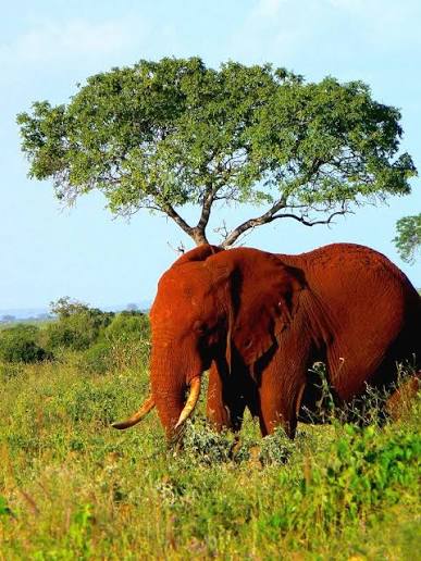 Red elephant Tsavo East