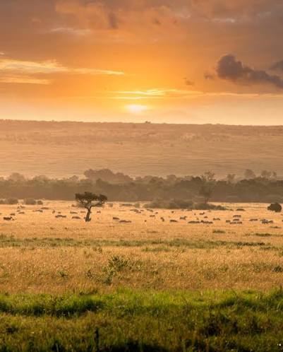 Golden savanna Masai Mara
