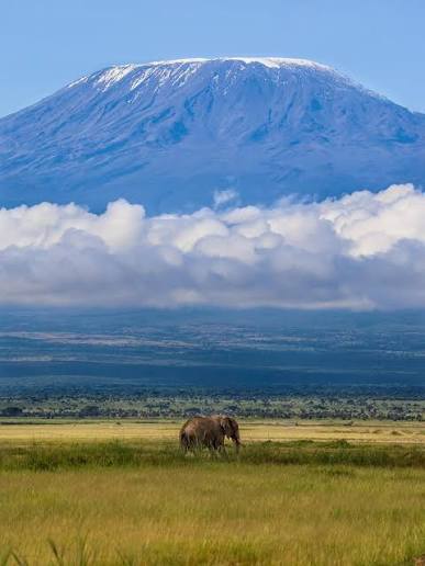 Elephant and Kilimanjaro Amboseli