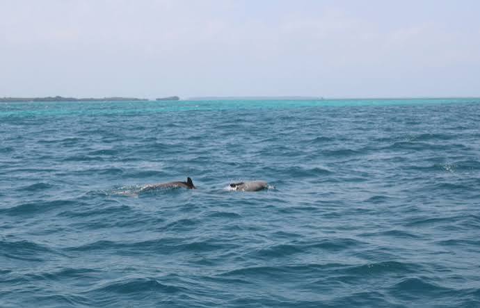 Malindi Marine Park